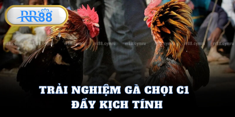 Trải Nghiệm Gà Chọi C1 Đầy Kịch Tính