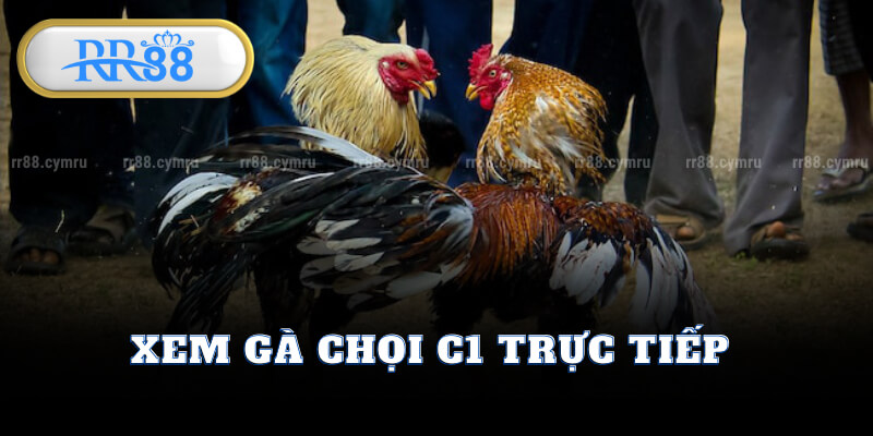 Xem Gà Chọi C1 Trực Tiếp